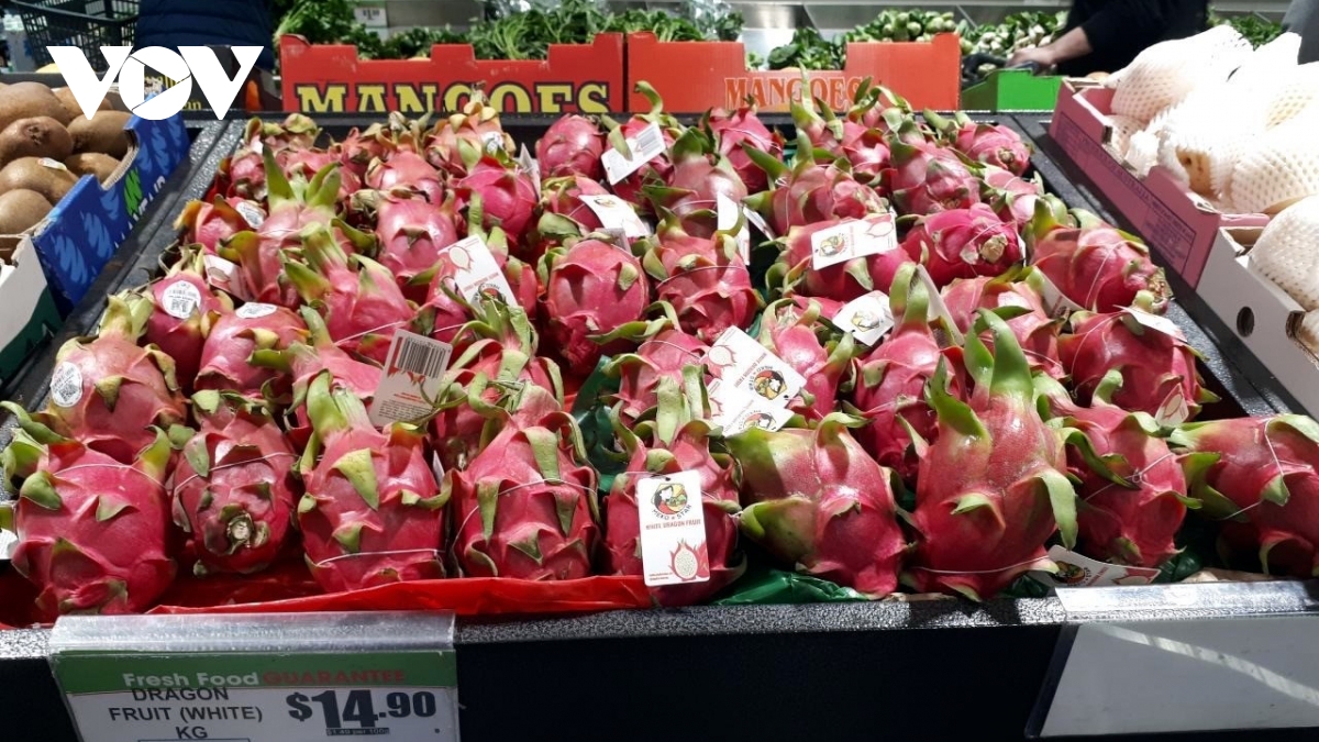 Vietnamese dragon fruit exports enjoy robust growth to Australian market